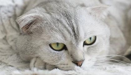 国元证券股东户数增加229户,户均持股4.72万股,户均持股市值40.51万元