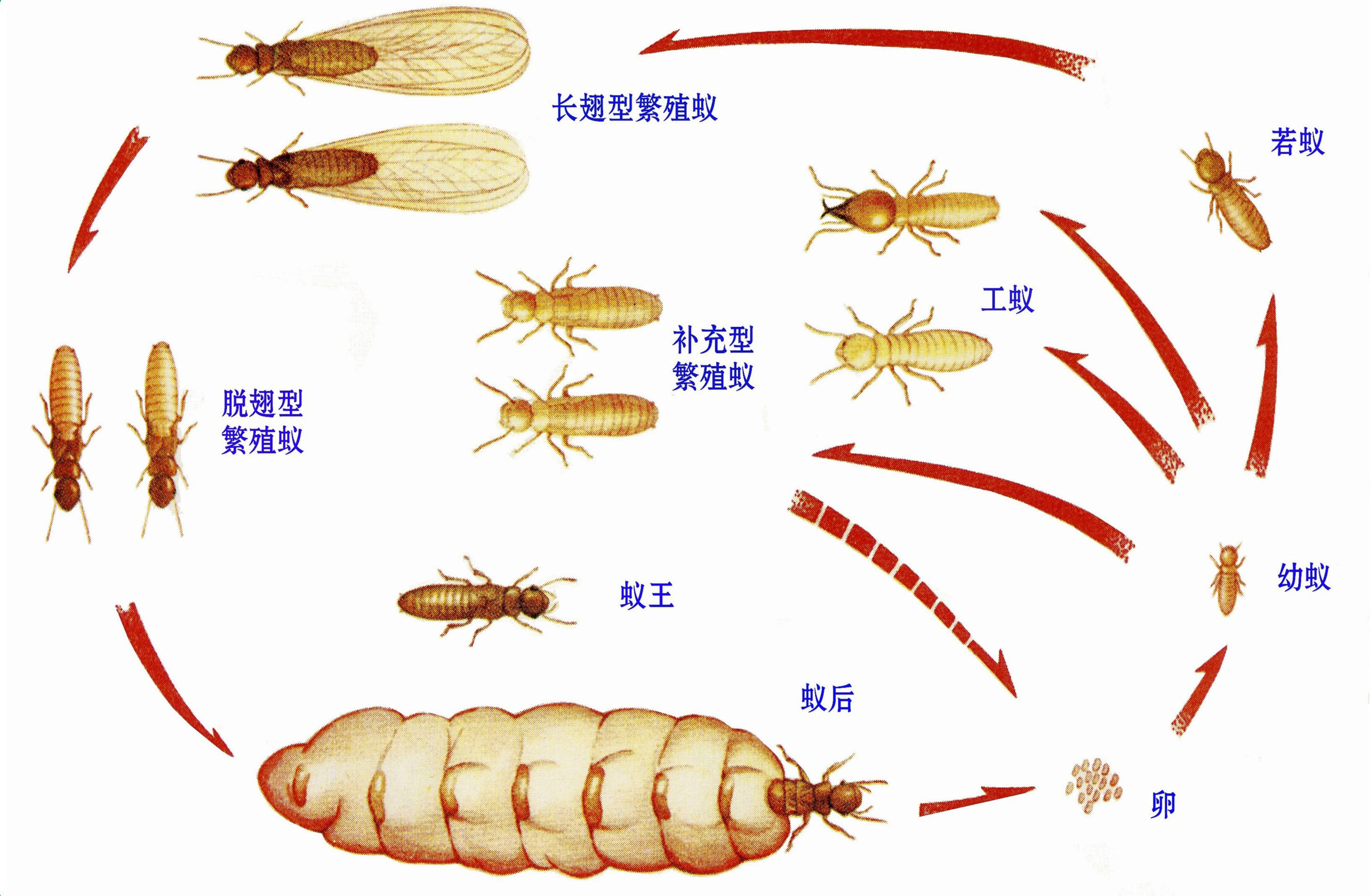 广州白蚁防治中心电话号码，广州白蚁防治所，广州白蚂蚁防治所电话，广州白蚂蚁防治中心