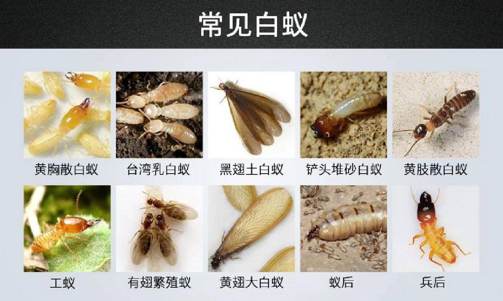 广州白蚁防治中心电话号码，广州白蚁防治所，广州白蚂蚁防治所电话，广州白蚂蚁防治中心