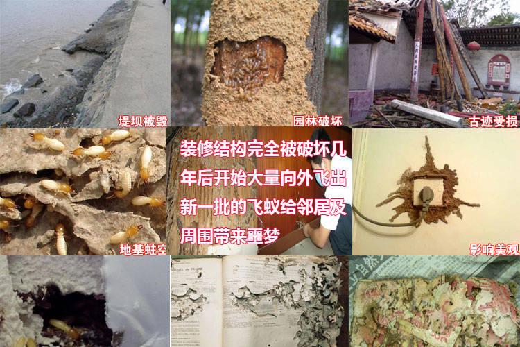 广州白蚁防治中心电话号码，广州白蚁防治所，广州白蚂蚁防治所电话，广州白蚂蚁防治中心