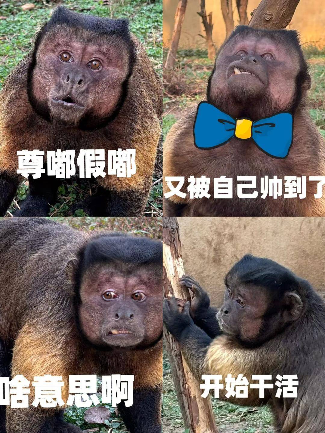 合肥动物园国字脸猴丑萌出圈 保育员：相比其他猴类更加聪明